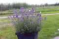 De lavendel staat volop in bloei